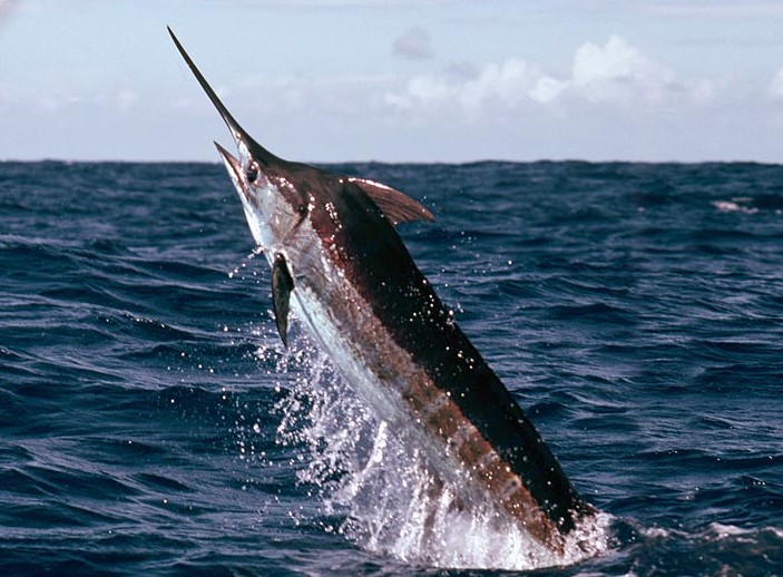 Marlin Masters, Mauritius